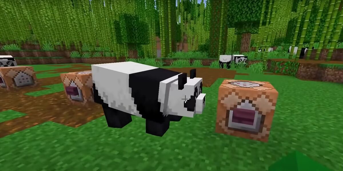 Can You Tame Pandas in Minecraft? | How to Befriend Pandas